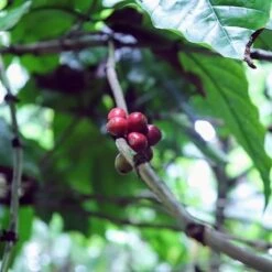 Kopi Luwak Koffie. 35 Gram Ongemalen Bonen. Direct Trade. Single Origin. The Original By Rich.Exclusive. -Veilige Voedselwinkel 1200x1200 347