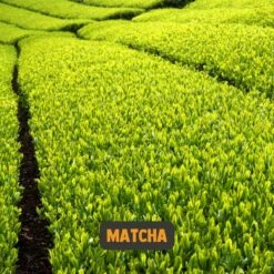 Cupplement | Premium Matcha 90 Gram | Biologisch | Gratis Verzending | Hoogste Kwaliteit Groene Thee Poeder 27 Cupplement | Premium Matcha 90 Gram | Biologisch | Gratis Verzending | Hoogste Kwaliteit Groene Thee Poeder -Veilige Voedselwinkel 1200x1200 75