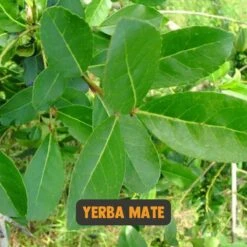 Cupplement | Thee Set 2 Delig | Yerba Mate 100 Gram & Matcha 90 Gram | Biologisch | Gratis Verzending, Opschuimer & Batterijen | Cadeau Pakket -Veilige Voedselwinkel 1200x1200 92