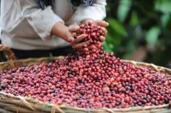 Starbucks Blonde Espresso Roast Koffiebonen - 4 Zakken à 450 Gram -Veilige Voedselwinkel 1200x798