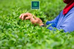 TMomentes® High Quality Culinary MATCHA Thee - Matcha Poeder - Matcha Thee - 100% Organisch Gecertificeerd - 100 Gram -Veilige Voedselwinkel 1200x800 13