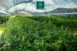 TMomentes® High Quality Culinary MATCHA Thee - Matcha Poeder - Matcha Thee - 100% Organisch Gecertificeerd - 100 Gram -Veilige Voedselwinkel 1200x800 14