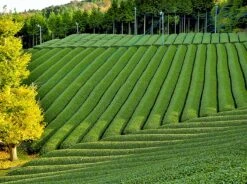 Premium Matcha Thee - 100 Gram - Biologisch Gecertificeerd - Matcha Poeder - Groene Thee - Matcha Thee - 100% Organische Thee - Japans - Matcha Latte - Gratis Verzending -Veilige Voedselwinkel 1200x894