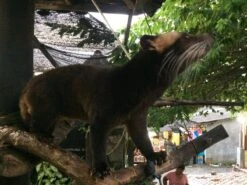 Kopi Luwak Koffie. 35 Gram Ongemalen Bonen. Direct Trade. Single Origin. The Original By Rich.Exclusive. -Veilige Voedselwinkel 1200x900 17