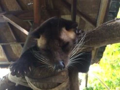 Kopi Luwak Koffie. 35 Gram Ongemalen Bonen. Direct Trade. Single Origin. The Original By Rich.Exclusive. -Veilige Voedselwinkel 1200x900 18