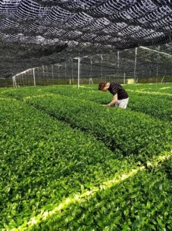 Matcha Thee Starters Kit - Alles Wat U Nodig Heeft Voor De Perfecte Japanse Matcha! Vandaag Besteld, Morgen In Huis! ✔ Gratis Matcha Boek Bij Uw Bestelling! -Veilige Voedselwinkel 899x1200 19